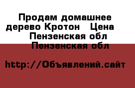 Продам домашнее дерево Кротон › Цена ­ 4 000 - Пензенская обл.  »    . Пензенская обл.